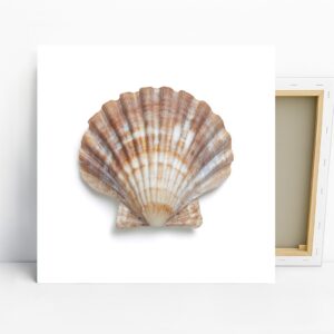 Seashell Art
