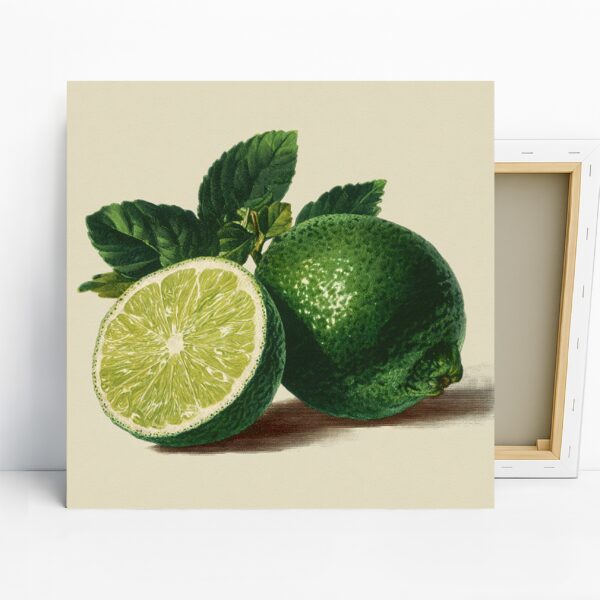 Zesty Lime Botanical Art