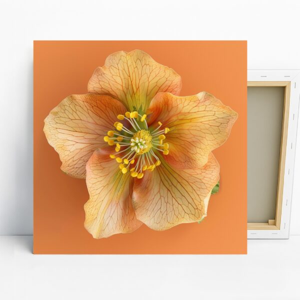Hellebore Art