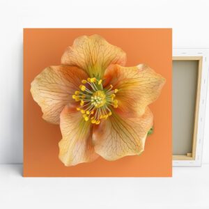 Hellebore Art