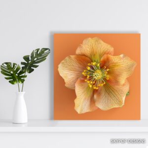 Hellebore Art
