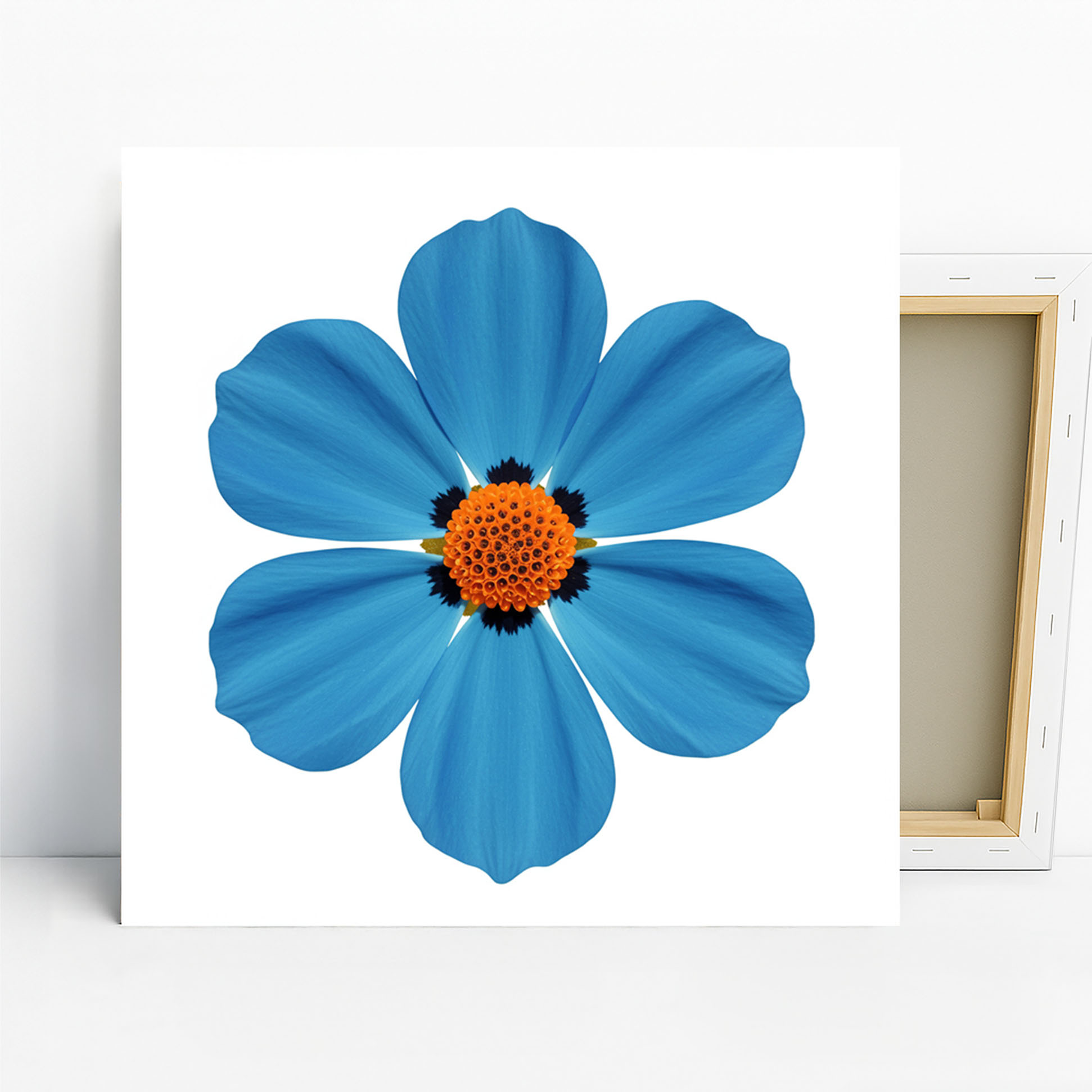 1.jpg Cosmos Flower Art